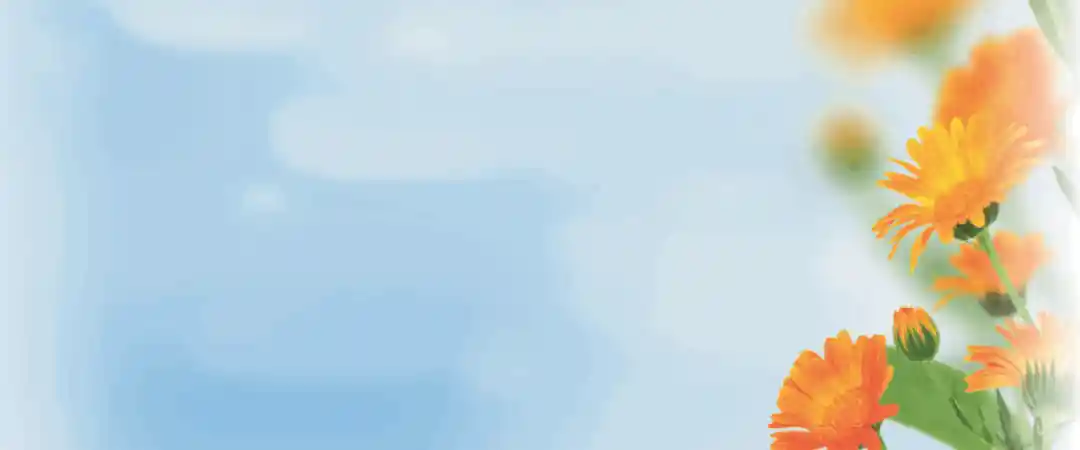 Calendula Salbe Via Nova Calendula Salbe