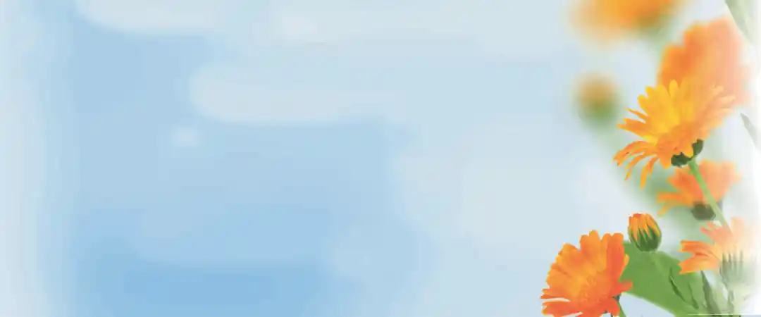 Calendula Ointment Via Nova Calendula Ointment